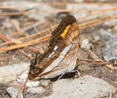 Adelpha pithys