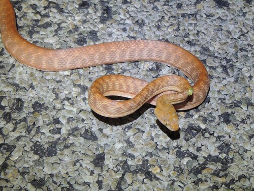 Brown Tree Snake sighting