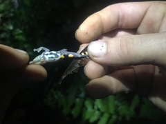 Pristimantis ventrimarmoratus