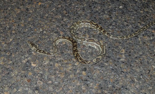 Coastal Carpet Python sighting