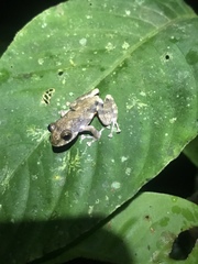 Pristimantis ventrimarmoratus