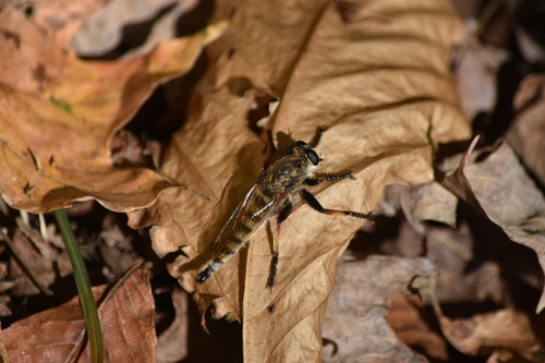 Unknown species found near Morgan County, OH, USA