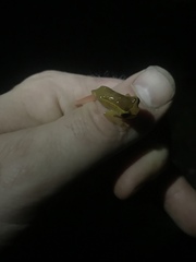 Dendropsophus bifurcus