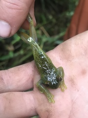 Hyloscirtus phyllognathus