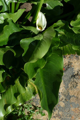 Zantedeschia odorata