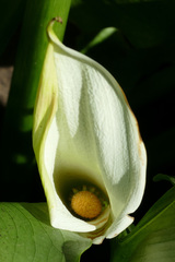 Zantedeschia odorata