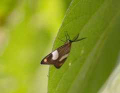 Nebulosa erymas