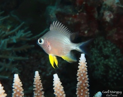 Amblyglyphidodon leucogaster