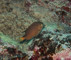 Pycnochromis atripes