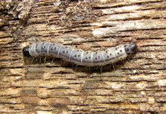 Scolecocampa liburna