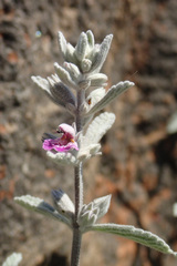 Stachys rugosa