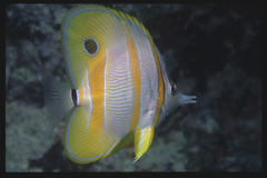 Chelmon rostratus