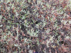 Cistus lasianthus alyssoides