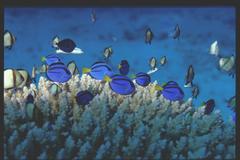 Paracanthurus hepatus