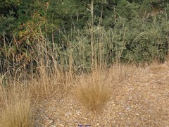 Agrostis castellana