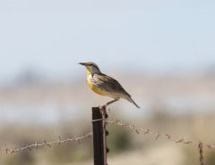 Sturnella magna lilianae