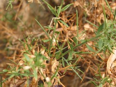 Genista falcata