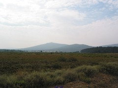 Cistus lasianthus alyssoides