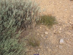 Festuca eskia