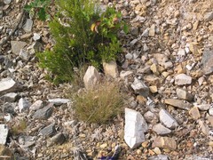Festuca elegans