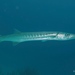 Pickhandle Barracuda - Photo (c) Gaell Mainguy, some rights reserved (CC BY-NC-ND), uploaded by Gaell Mainguy