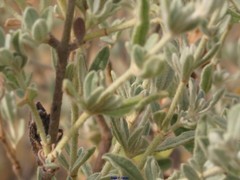 Cistus lasianthus alyssoides