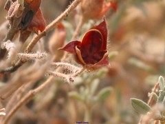 Cistus lasianthus alyssoides