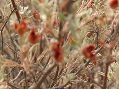 Cistus lasianthus alyssoides