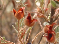 Cistus lasianthus alyssoides