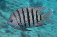 Abudefduf bengalensis