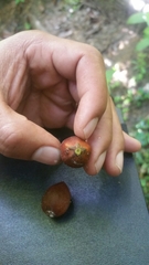 Sapotaceae