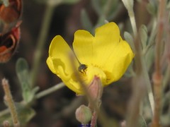 Cistus lasianthus alyssoides