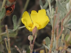 Cistus lasianthus alyssoides