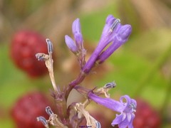 Lobelia urens