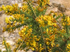 Ulex minor