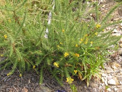 Ulex minor