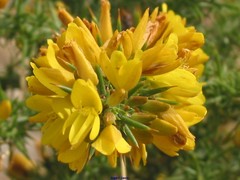 Ulex minor