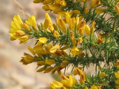 Ulex minor