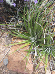 Hechtia texensis