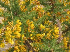 Ulex minor