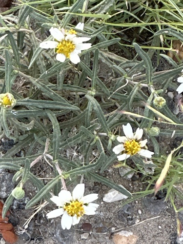 Hoary blackfoot (Melampodium cinereum)