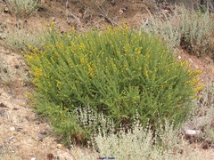 Ulex minor