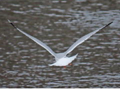 Larus argentatus