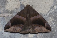 Poaphilini