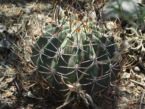 Acanthocalycium leucanthum, photograph 3