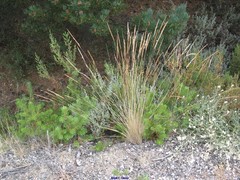 Festuca eskia