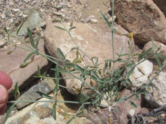 Acleisanthes angustifolia