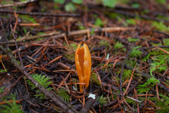 Otideaceae