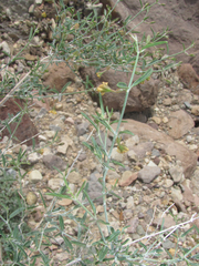 Acleisanthes angustifolia