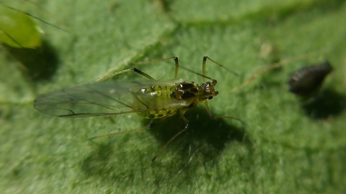 Foxglove Aphid photo 5